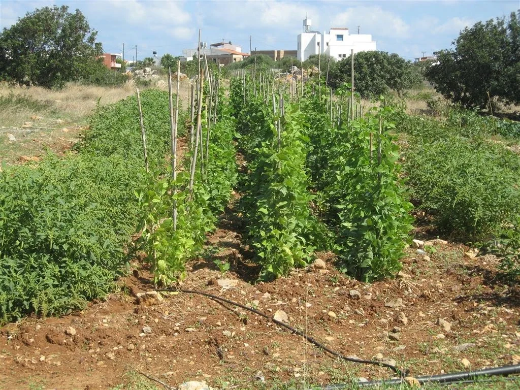 Sisi crete 208